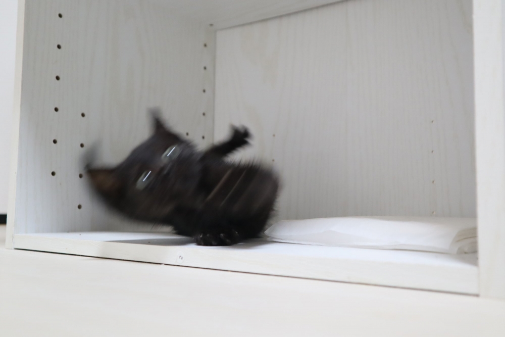 twitter @Spaykitaq