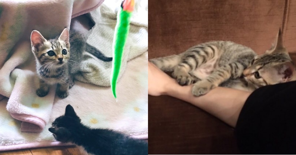 打疫苗產生吸貓磁力