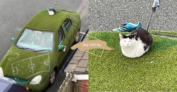 這草皮太棒了！神秘黑白貓「愛窩在草坪車」偷看屋主　網笑：想跟你買車？！