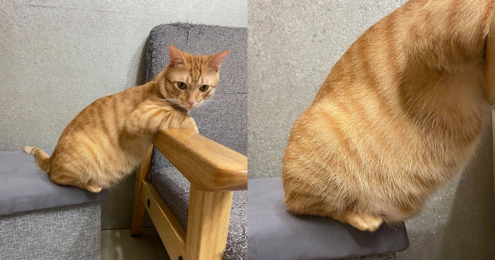 貪吃橘貓的鮪魚肚