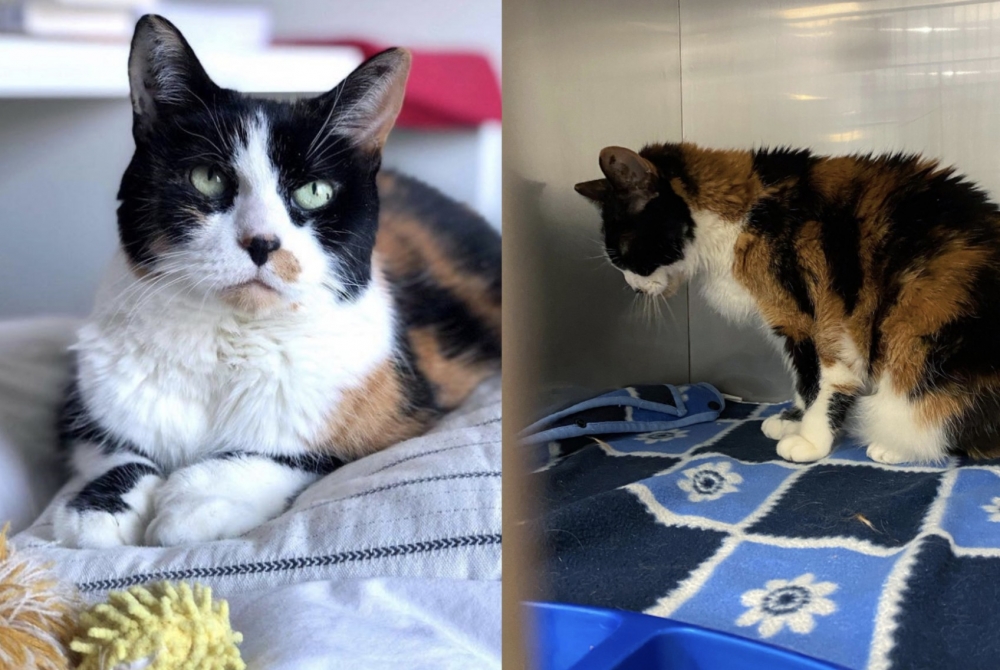 老貓被棄養,三花貓