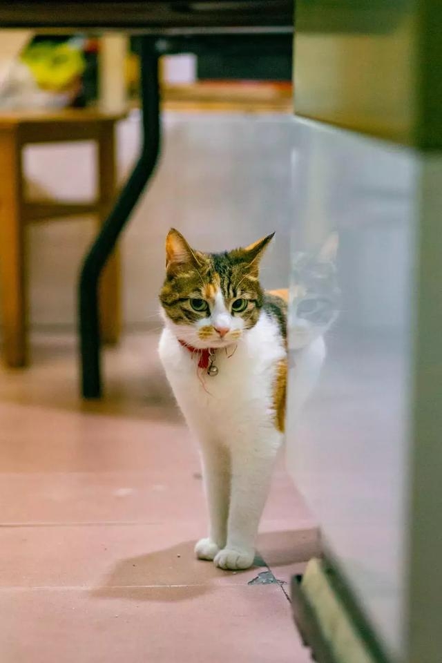 好奇的米克斯三花貓,母貓與小貓,浪貓,貓媽媽