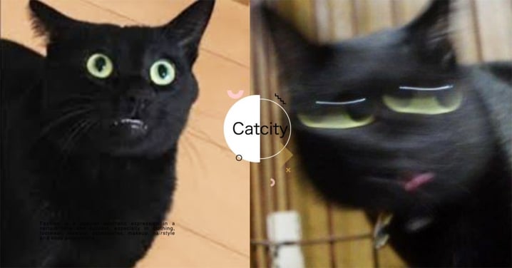 【國際黑貓節】幫黑貓拍照有多難？貓奴們分享「超級手殘照」網笑翻：根本妖怪