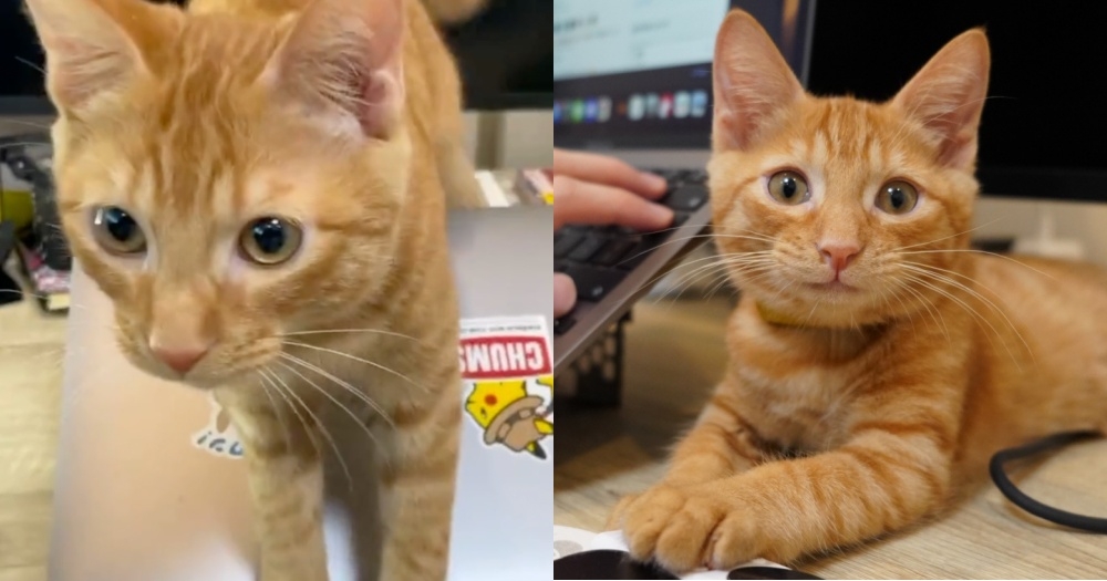 twitter @ryogomatsumaru