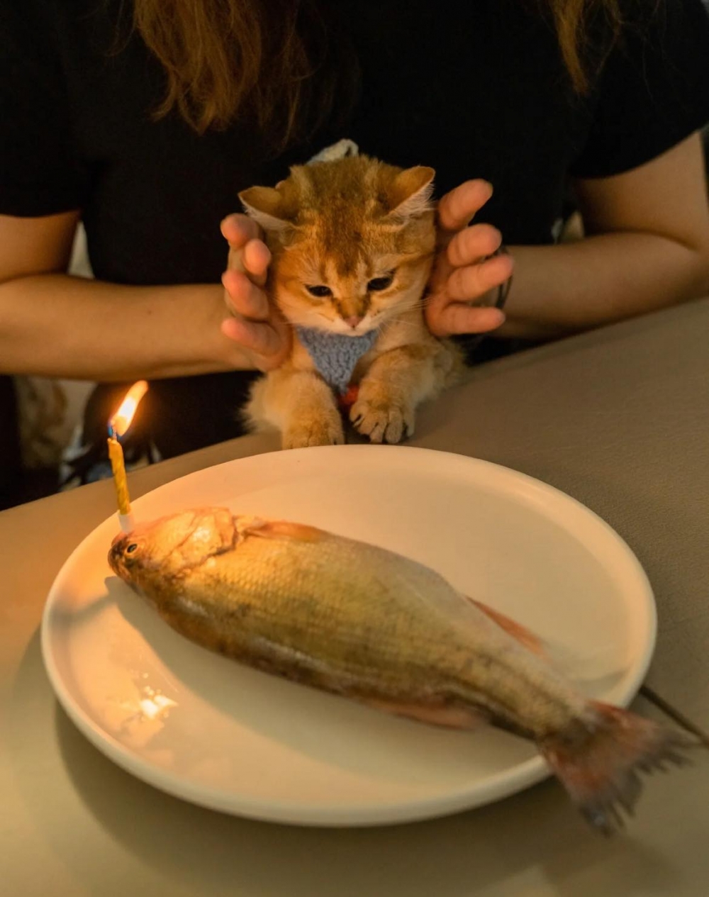 貓咪生日驚喜,主人送一條魚,英短貓