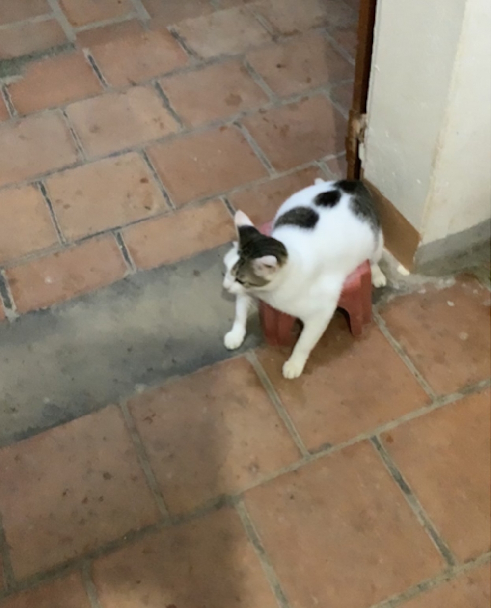 網友Cáo Ngố提供