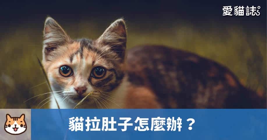 貓拉肚子怎麼辦？