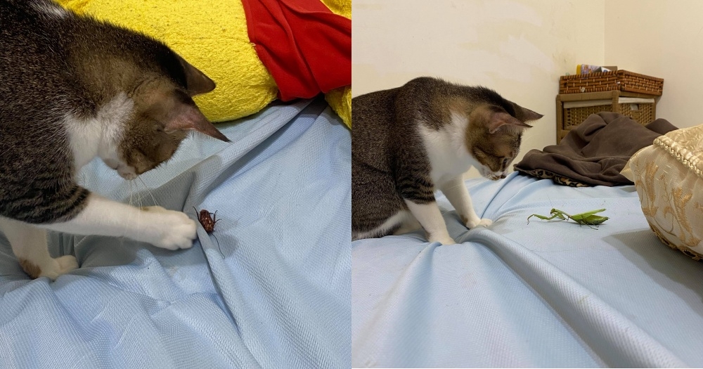 網友呂小姐提供