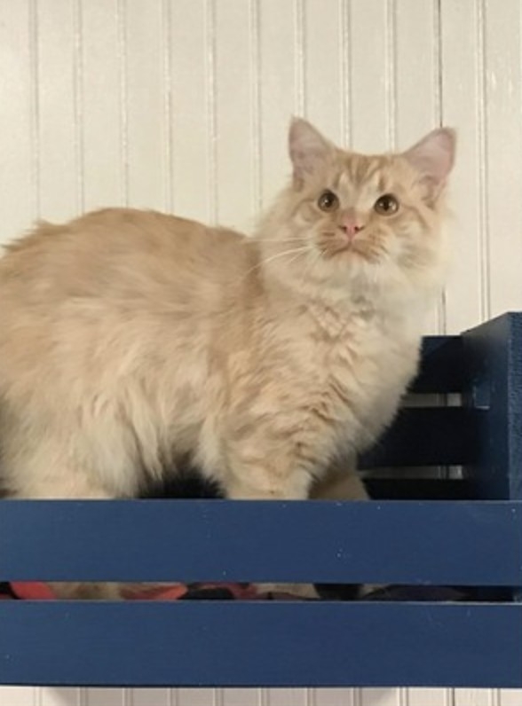 Here Kitty Kitty Rescue