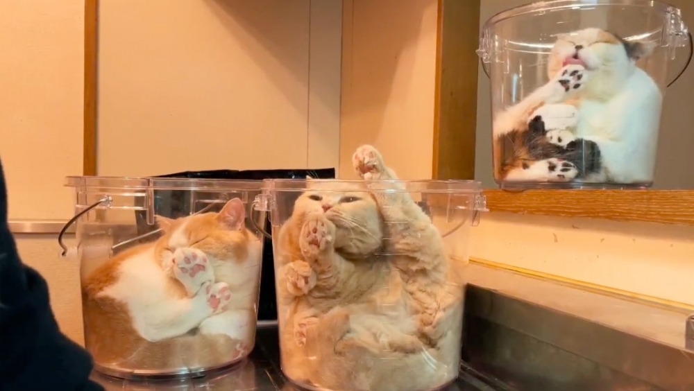 貓咪坐在水桶裡伸腿舔毛