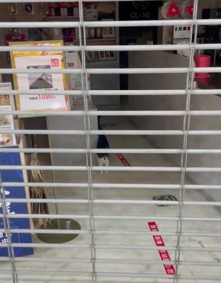 台北轉運站偷跑進去的華陰街浪貓