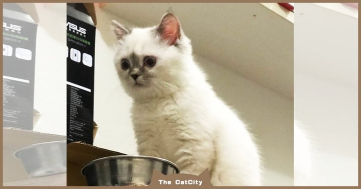 放飯時間到了！貓貓看到「空飼料碗」瞬間「皺眉驚呆」　網：變臉超快