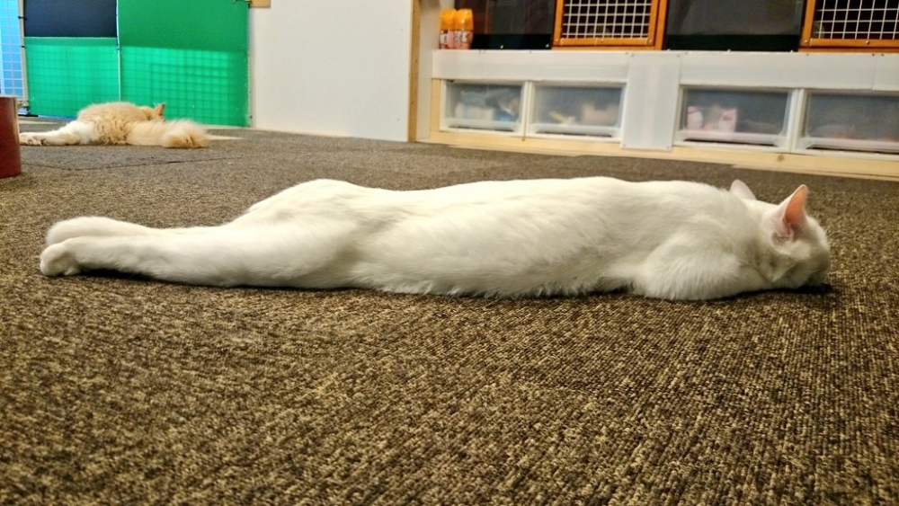 貓咪身體超長，睡姿呈現一直線