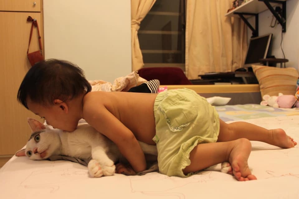 小弟弟強吻虎斑貓，貓咪無奈被撲倒