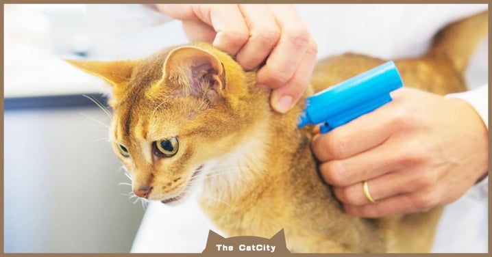 【寵物登記懶人包】貓咪晶片哪裡打？費用多少？一文了解寵物登記流程！