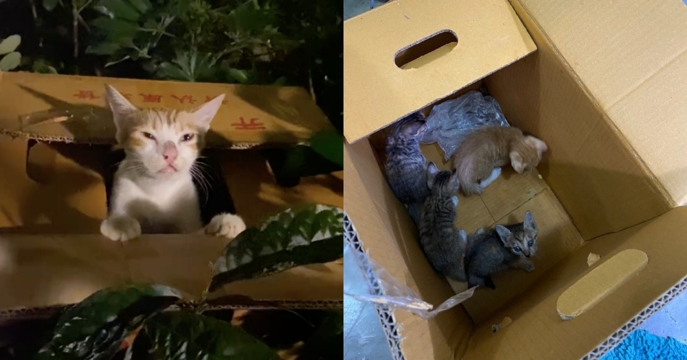 母貓和4隻幼貓被人裝箱丟棄