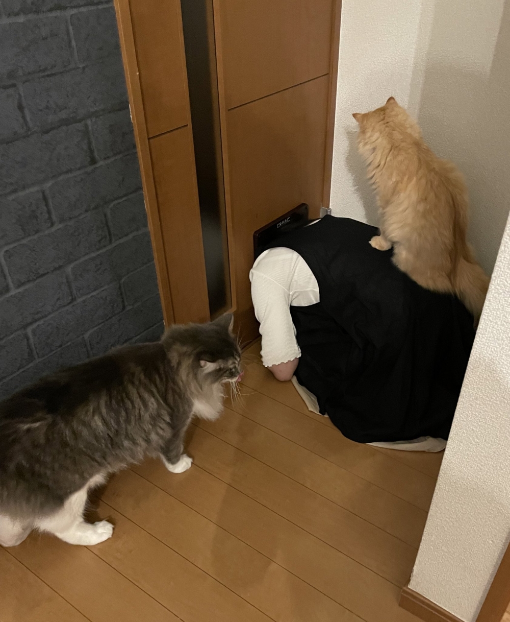 日本推主家的兩隻貓