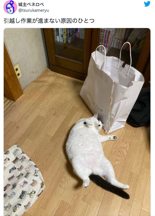 黑白貓被大章魚弄髒了