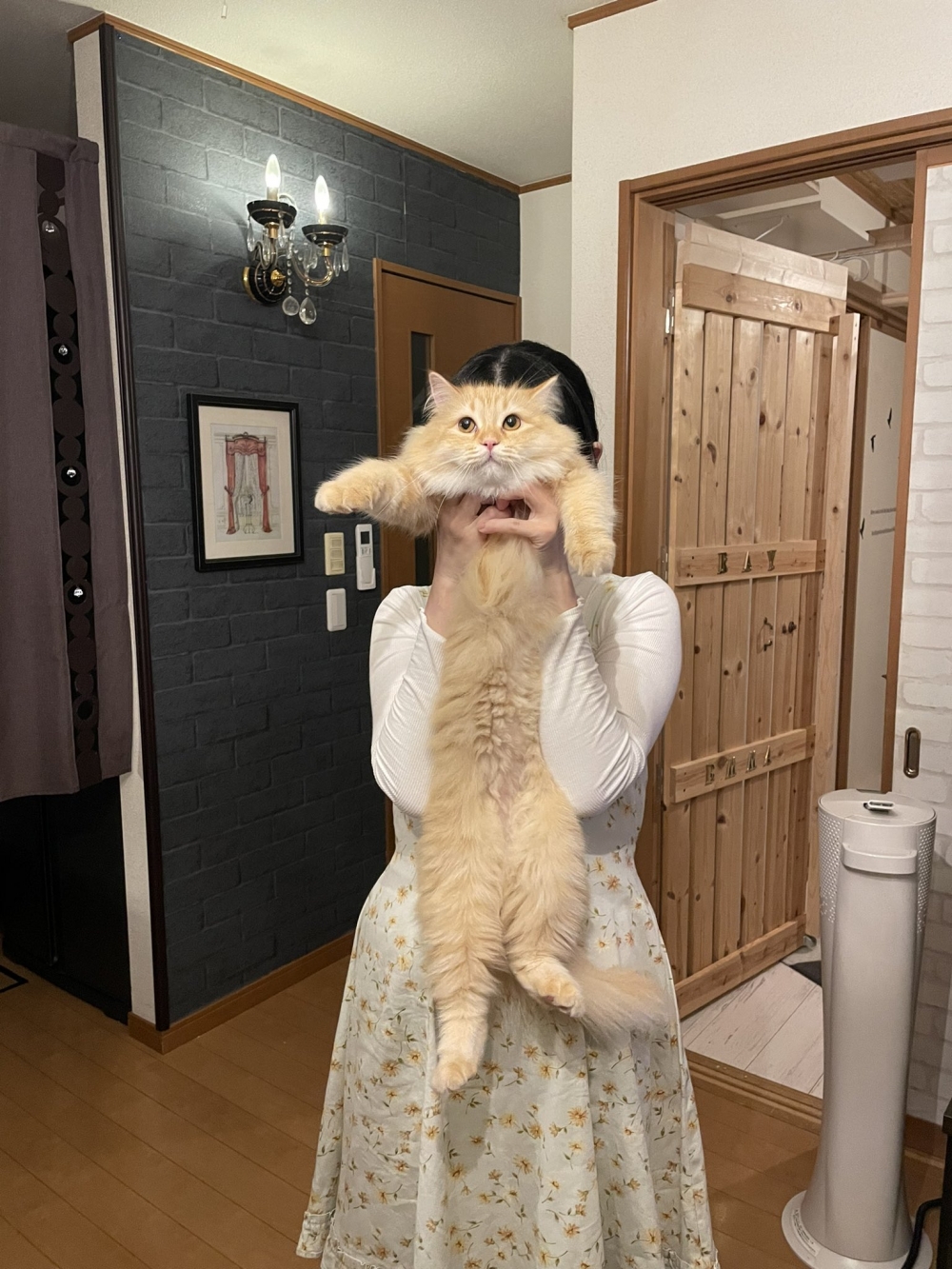 飼主把橘貓抓起來吸