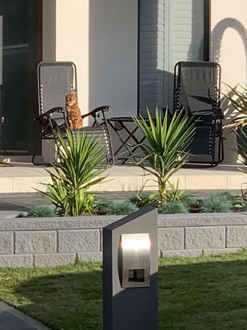 常在家外看見漂亮豹貓的身影