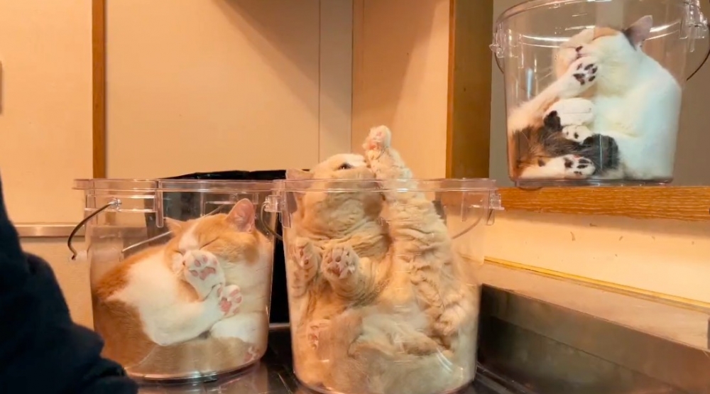貓咪躺透明水桶超可愛