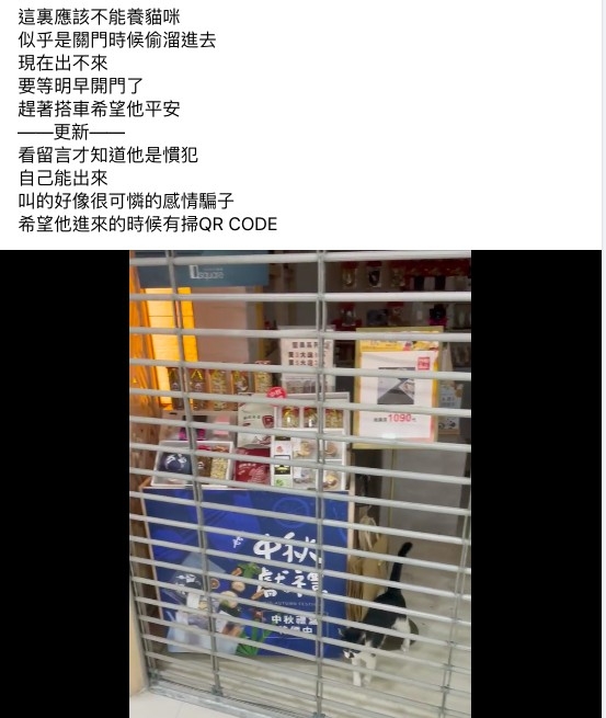 台北轉運站騙取同情的貓咪