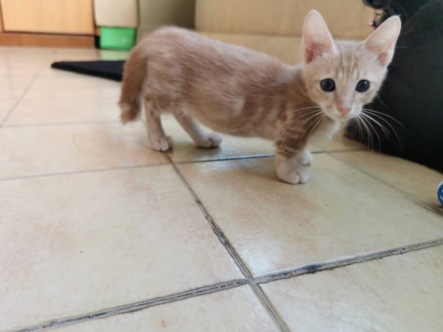 橘貓因為腿太短，埋便時不小心踩到屎
