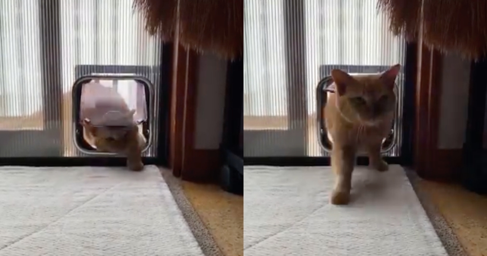 日本橘貓波波穿越貓門