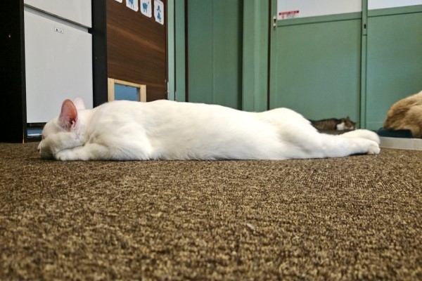 日本有強迫症的貓咪，睡姿超奇特