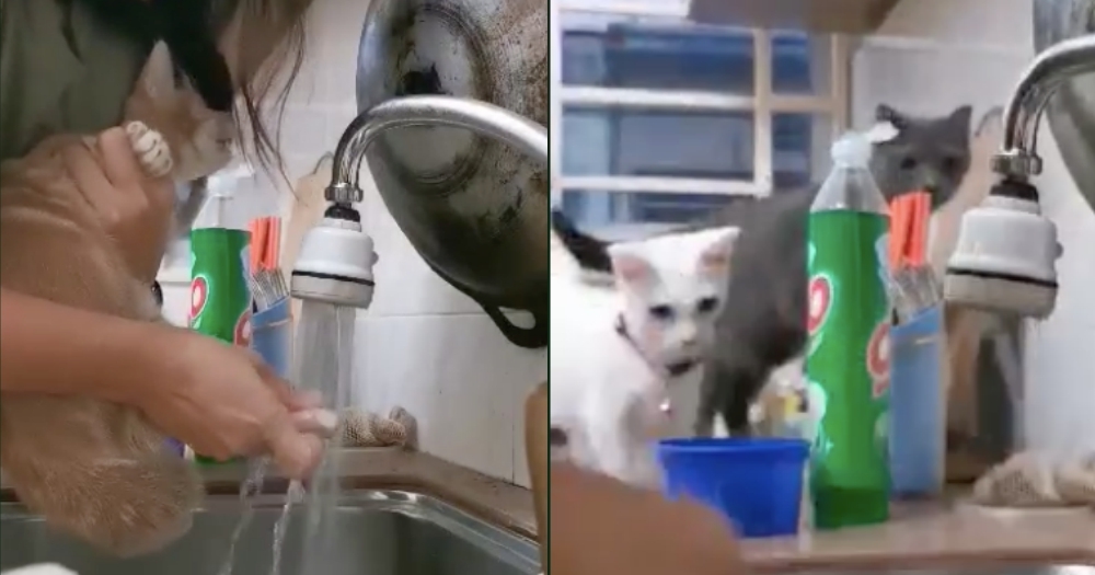 橘貓埋便不小心踩到，被主人抓去沖涼不斷掙扎