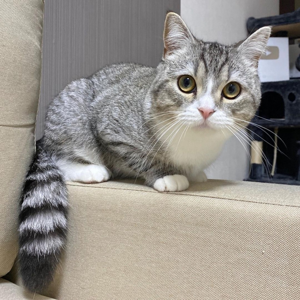 日本萌貓麻糬丸萌翻貓奴