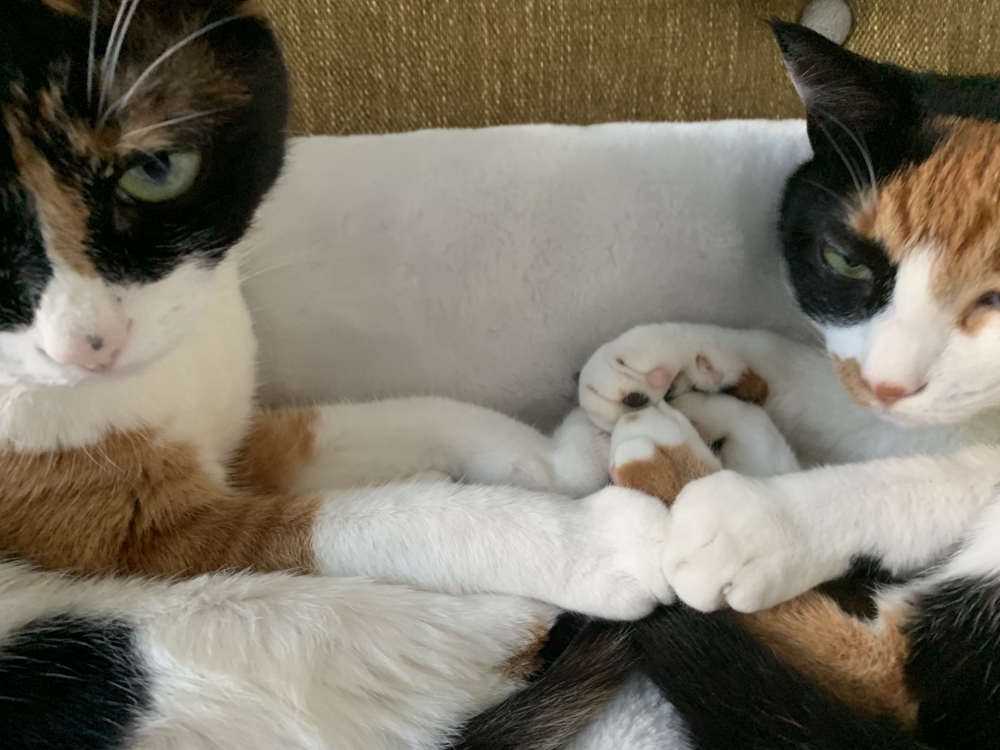 兩隻長相相似的三花貓