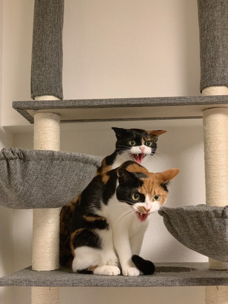 日本推特三花貓像喵吉拉