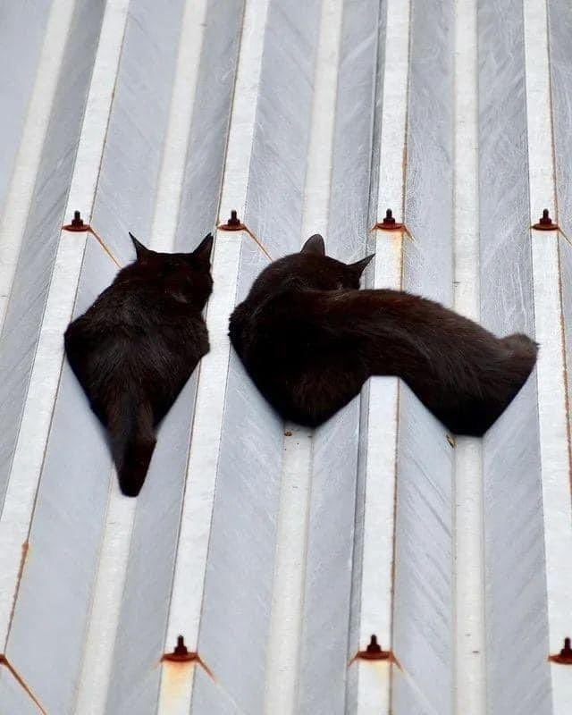 日本浪貓在屋頂變成液體