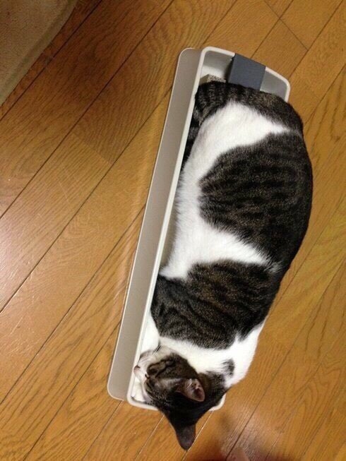 平常喜歡躲到紙箱中的貓