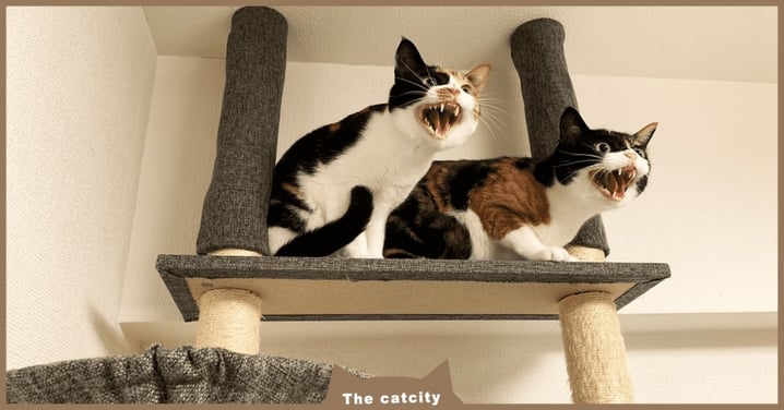 一開「吸塵器」就張牙威嚇，三花貓「浮誇反應」網笑：養到喵吉拉？！
