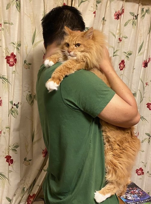 日本小男孩撿到了浪貓一起長大