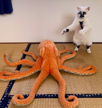 日本黑白貓與玩偶章魚