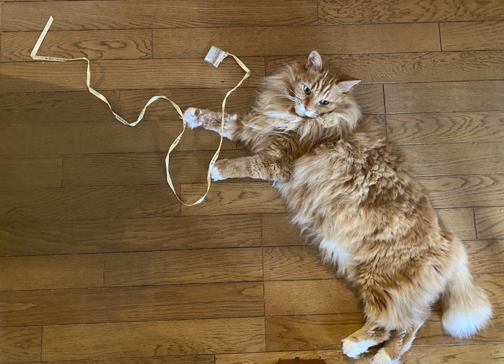 日本推主撿到的小貓變超大隻