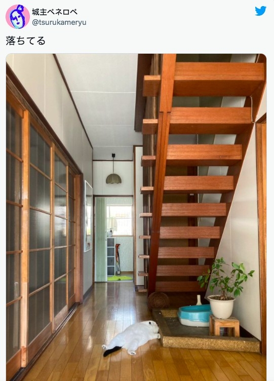 貓咪躺在地上納涼