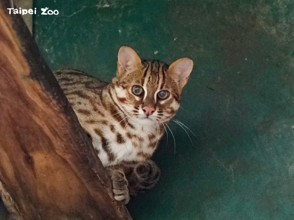 北市動物園「石虎」命名活動開始