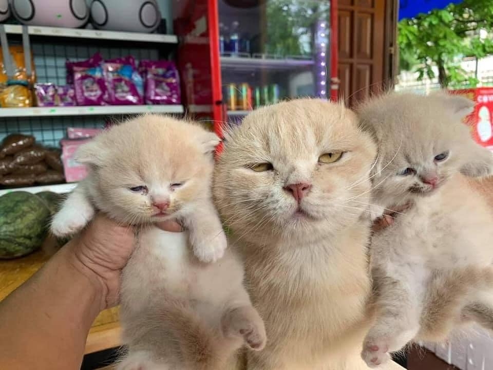 貓咪體驗當爸爸，眼神超厭世