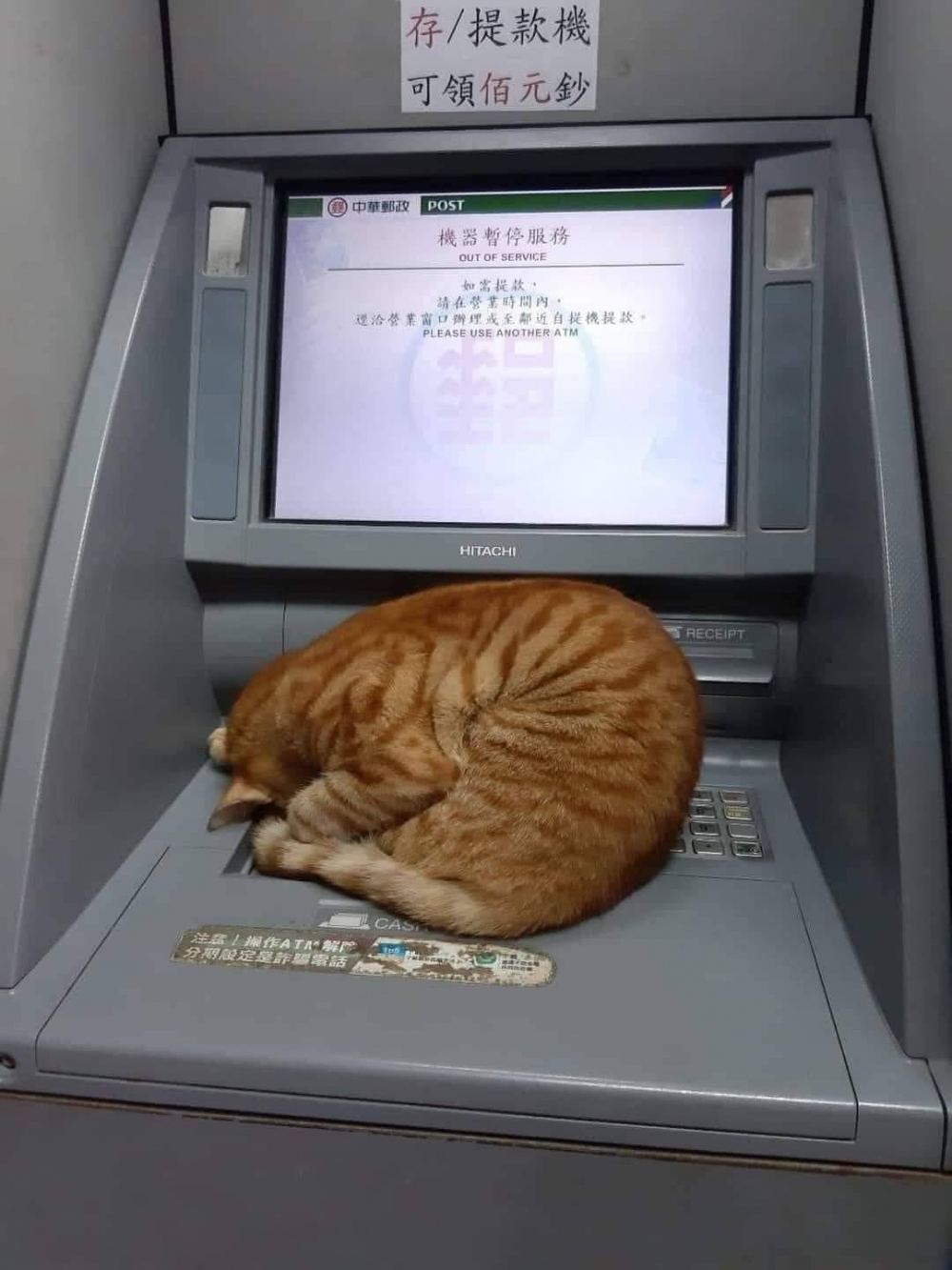 橘貓睡在郵局ATM上不給領錢