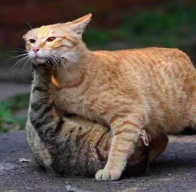 米克斯虎斑貓跟橘貓打架秒輸