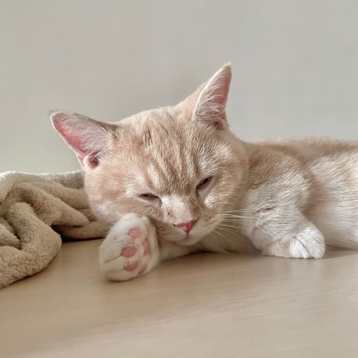 貓咪睡覺側躺也要折手