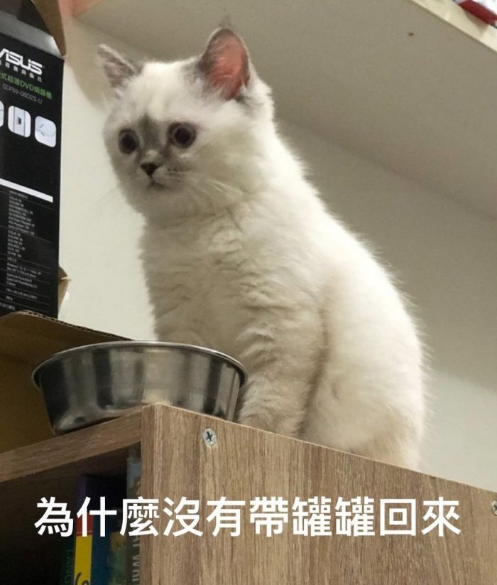 氣炸的貓咪在興師問罪