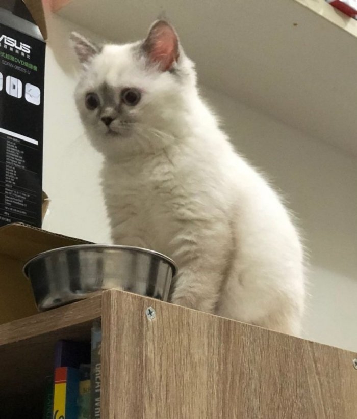 貓咪在飼料碗前懷疑人生
