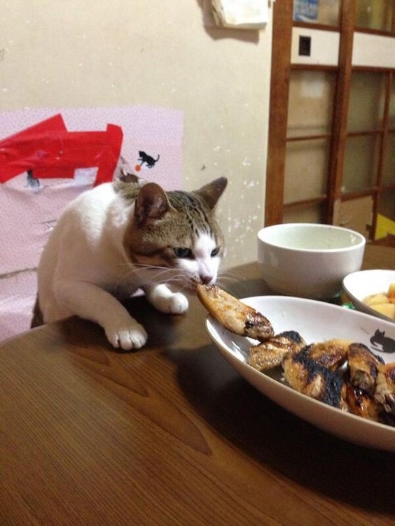 中秋節貓咪飲食禁忌:魚刺雞骨頭