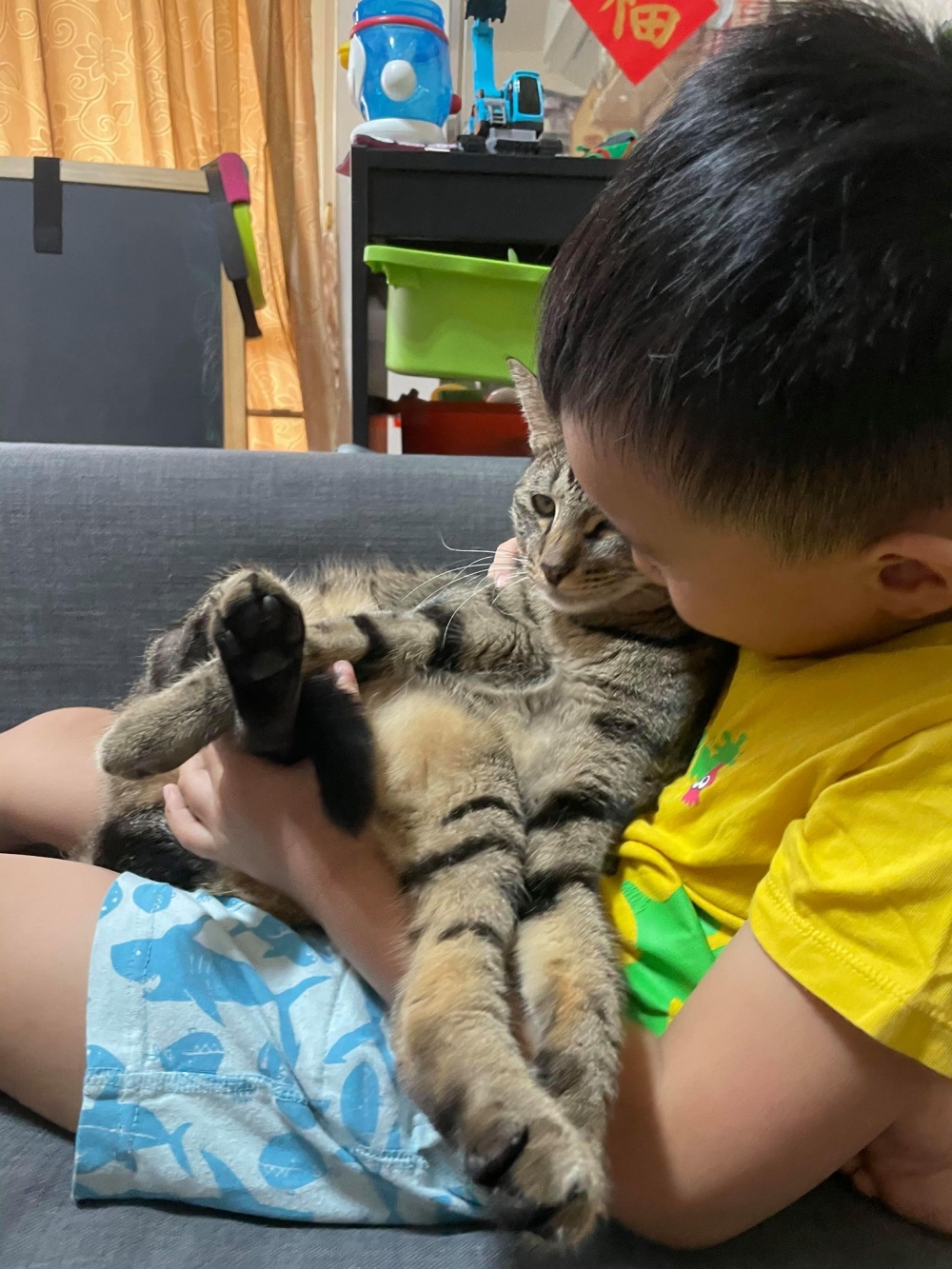 弟弟抱著虎斑貓一起玩
