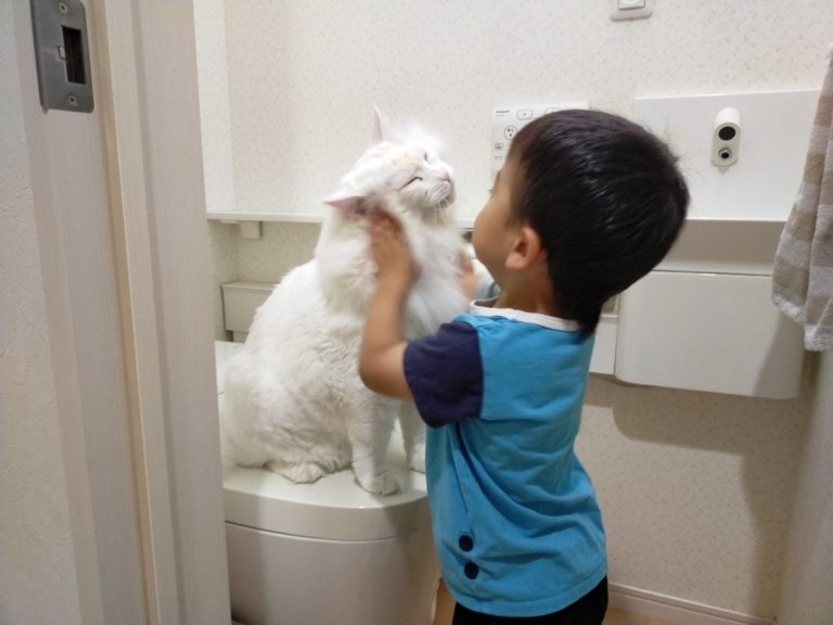 貓咪霸佔馬桶,小孩搓揉貓貓臉頰